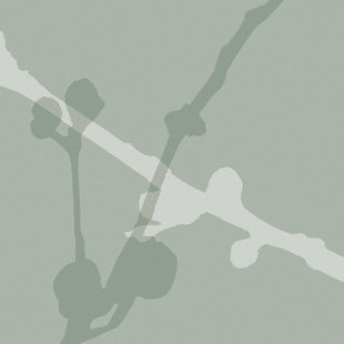 Wallcovering Silhouette Swatch Arbor