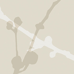 Wallcovering Silhouette Swatch Aspen