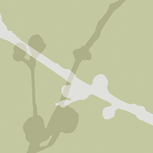 Wallcovering Silhouette Swatch Moss